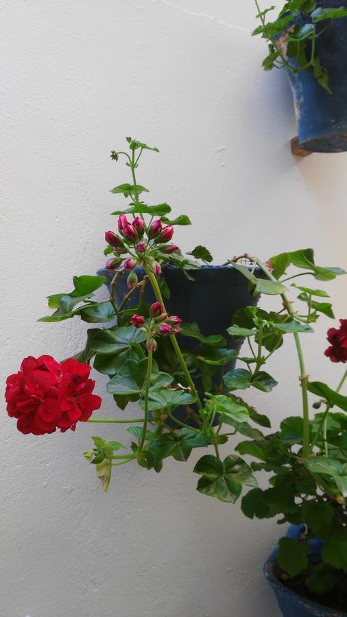 Hostal Azahar Kordoba Bagian luar foto