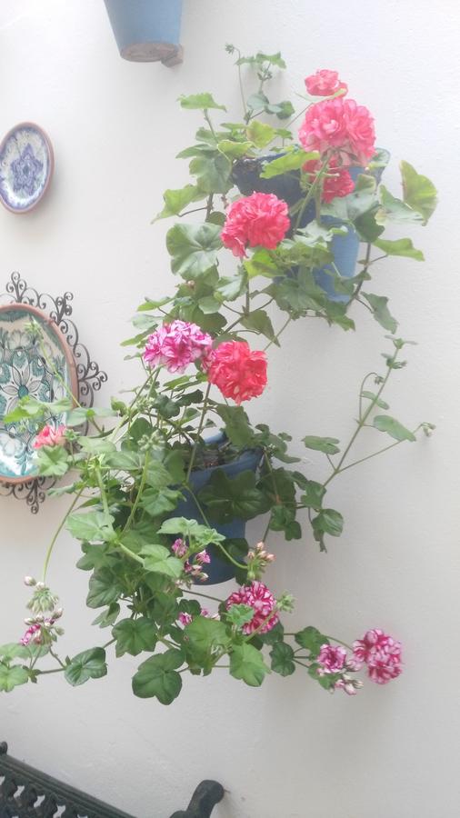 Hostal Azahar Kordoba Bagian luar foto